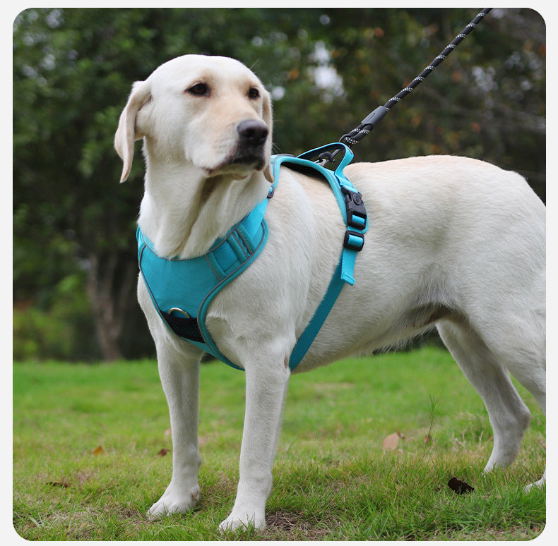 The Ultimate Guide to Choosing the Right Dog Harness: Fit, Safety, Types &amp; Expert Tips (2026)
