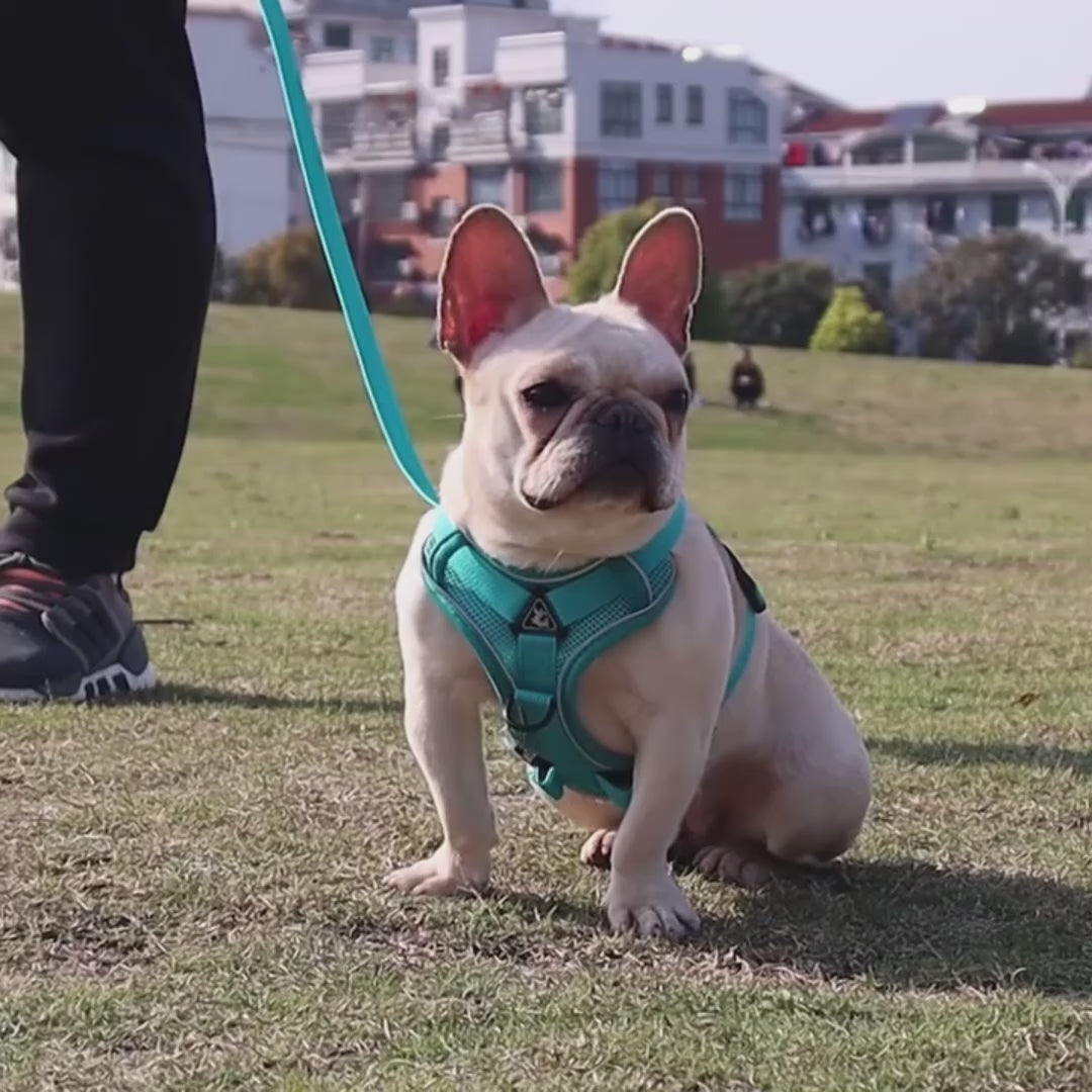 Reflective harness and leash set for small dogs, featuring  with front D-ring and reflective strips, ideal for no-pull training and comfortable outdoor walks